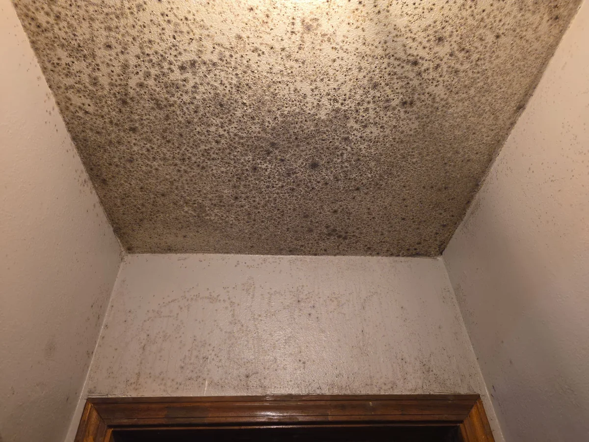 Dense mold growth across a closet ceiling